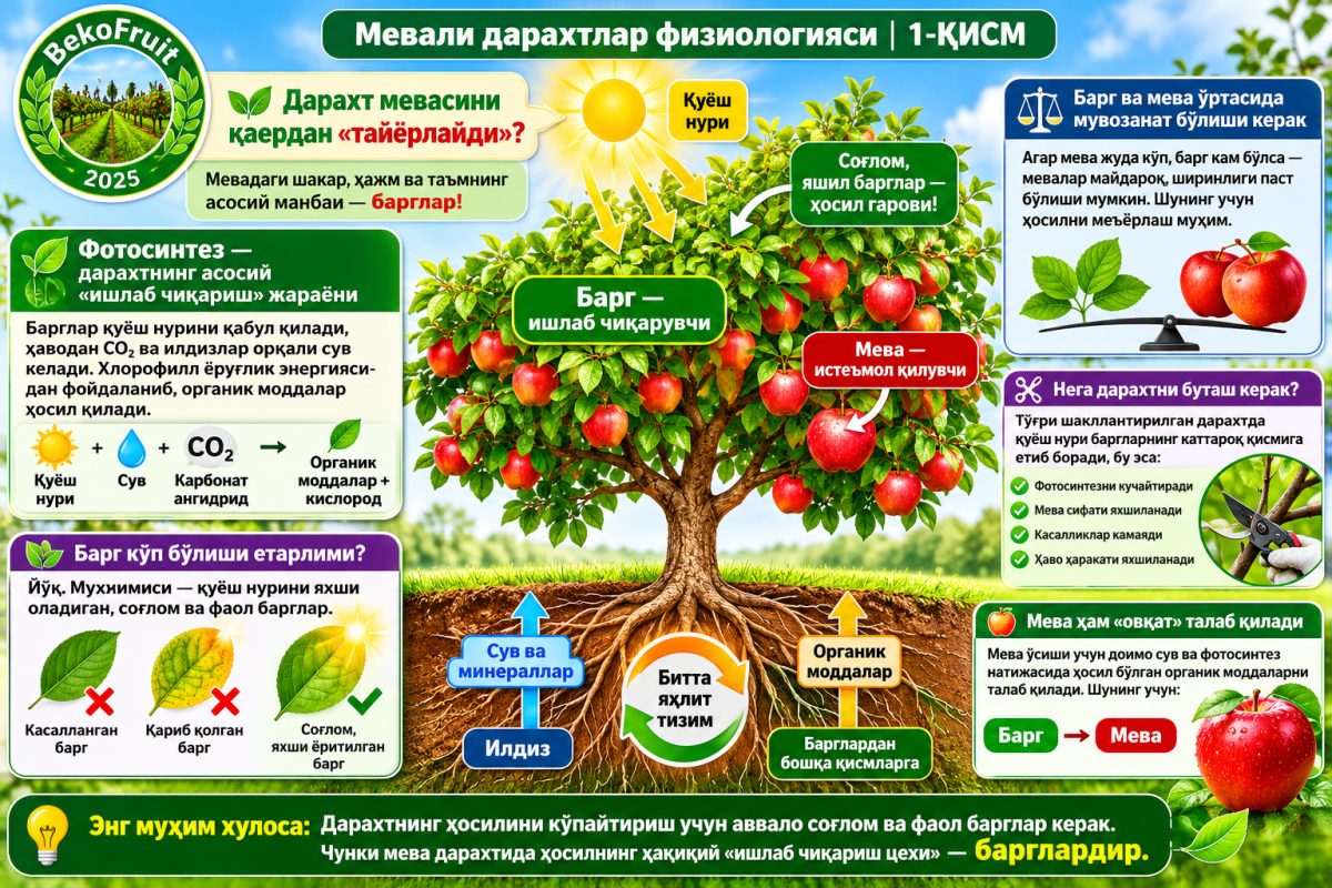 Мевали дарахтлар физиологияси (1 қисм)
