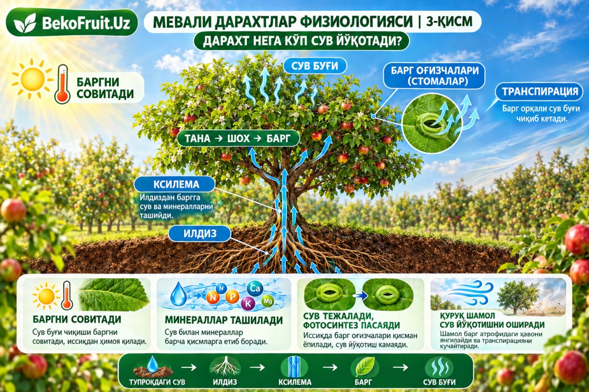 🌳 ФИЗИОЛОГИЯ ПЛОДОВЫХ ДЕРЕВЬЕВ | ЧАСТЬ 3