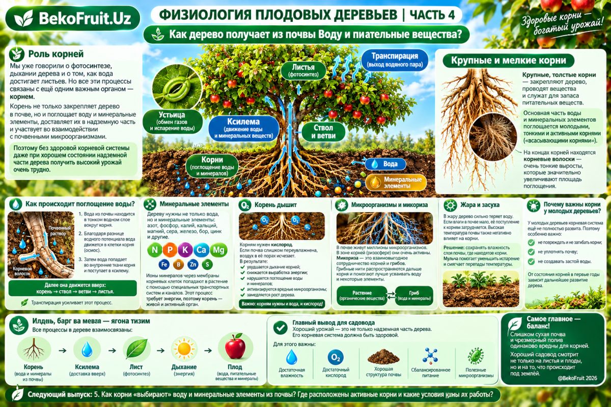 🌳 ФИЗИОЛОГИЯ ПЛОДОВЫХ ДЕРЕВЬЕВ | ЧАСТЬ 4